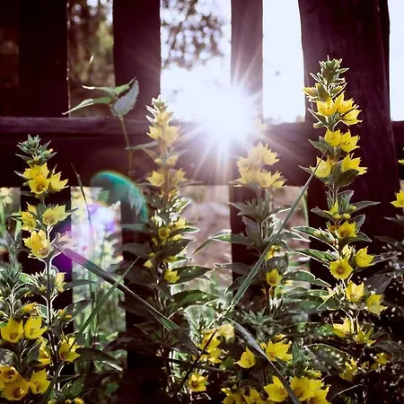 Nest&Rest Nature Home Spa Enjoy Cozy Treehouse Ferienhaus